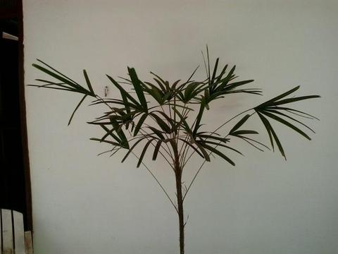 Planta decorativa