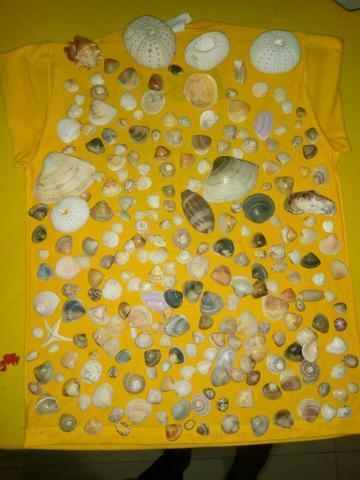 Vendo lindas concha do mar pra seu artesanato