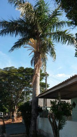 Palmeira imperial adulta