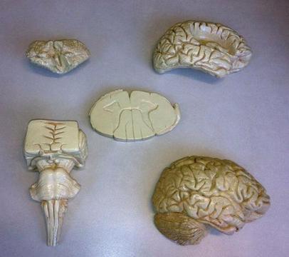 Kit Neuroanatomia 5 peças em gesso