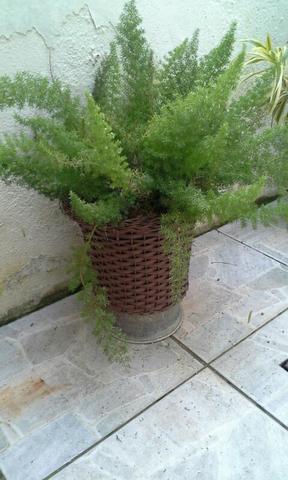 Planta ornamental com vaso fibra