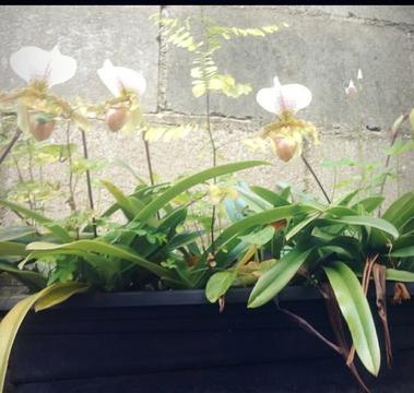 Orquídea sapatinho!!
