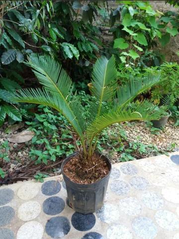 Plantas Ornamentais (palmeira cyca revoluta)