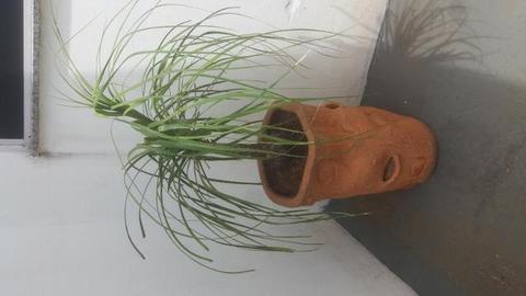 Planta e vaso